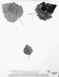 Drepanopeziza populi image